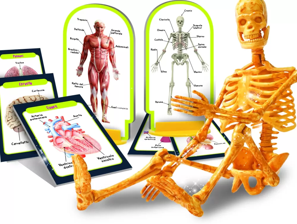Best I'M A Genius Scopri Il Corpo Umano Giochi Scientifici